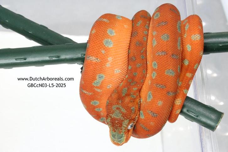 1.1 Corallus caninus - Anaconda Phase (Nakweek)