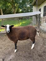 Te koop Zwartbles Schaap, mooie dekram en 3 jarige ooi., Dieren en Toebehoren, Schapen, Geiten en Varkens, Mannelijk, Schaap, 0 tot 2 jaar