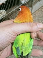 Prachtige brr agapornis fisheri opaline groen pop, Dieren en Toebehoren, Vrouwelijk, Dwergpapegaai of Agapornis, Geringd