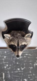 Te koop: wasberen troffee, Ophalen of Verzenden, Nieuw, Opgezet dier