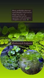 Hydrocotyle Vulgaris - Aquariumplant, Dieren en Toebehoren, Vissen | Aquaria en Toebehoren, Ophalen of Verzenden, Zo goed als nieuw