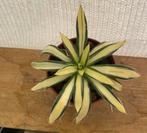 Agave Filifera Mediopicta, Tuinplant, Cactus, Stek, Tuin en Terras, Planten | Tuinplanten, Ophalen of Verzenden, Bloeit niet, Overige soorten