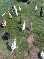 Loopeenden eenden, Dieren en Toebehoren, Pluimvee, Meerdere dieren, Eend