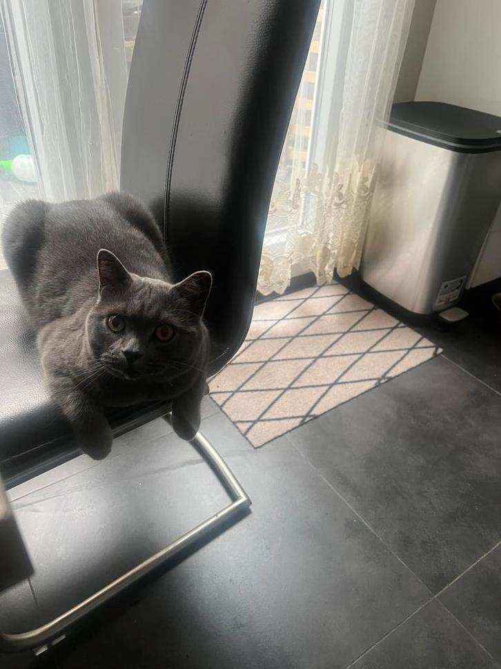 Britse korthaar, Dieren en Toebehoren, Katten en Kittens | Raskatten | Korthaar, 0 tot 2 jaar