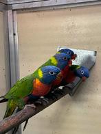 Lori van de blauwe bergen, Dieren en Toebehoren, Vrouwelijk, Papegaai, Geringd
