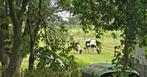 Pensio(e)n stalling paard pony paddockparadise, Dieren en Toebehoren, Stalling