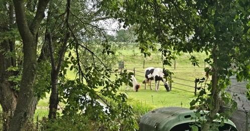 Pensio(e)n stalling paard pony paddockparadise, Dieren en Toebehoren, Stalling en Weidegang, Stalling