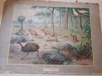 Schoolplaat uit de Australische dierenwereld, Ophalen of Verzenden, Natuur en Biologie