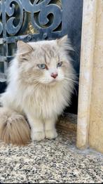 Katten ter adoptie aangeboden, Kater, Gechipt