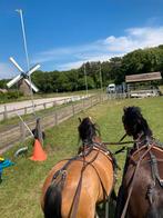 Bijrijdster gezocht, verzorgpony, ruitertje, Dieren en Toebehoren, Paarden en Pony's | Overige Paardenspullen, Ophalen of Verzenden
