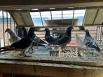 Postduiven, Dieren en Toebehoren, Vogels | Duiven, Meerdere dieren, Postduif
