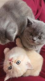 Britse korthaar kittens en moeder, Dieren en Toebehoren, Katten en Kittens | Raskatten | Korthaar