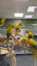 Goudparkieten incl. Getest, Meerdere dieren, Papegaai, Pratend