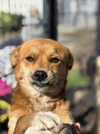 AIN: Jazzy, Rabiës (hondsdolheid), Handelaar, Buitenland, Teef