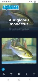 Gouden kogelvis, Dieren en Toebehoren, Vis