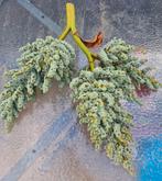 Verse dadeltakken, Huis en Inrichting, Ophalen, Zo goed als nieuw