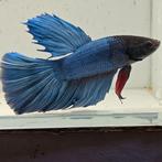 Betta splendens man 65, Vis