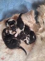 Kittens  geboren  op 21 maart, Dieren en Toebehoren, Katten en Kittens | Overige Katten, Meerdere dieren