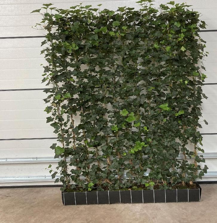 Hedera haag - Kant en klaar haag - Schutting Groen, Tuin en Terras, Planten | Struiken en Hagen, Overige soorten, 100 tot 250 cm