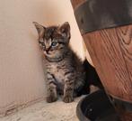 Süsse Kittens 20 Euro, Dieren en Toebehoren