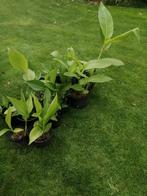 15-tal rode canna's in pot., Ophalen, Overige soorten