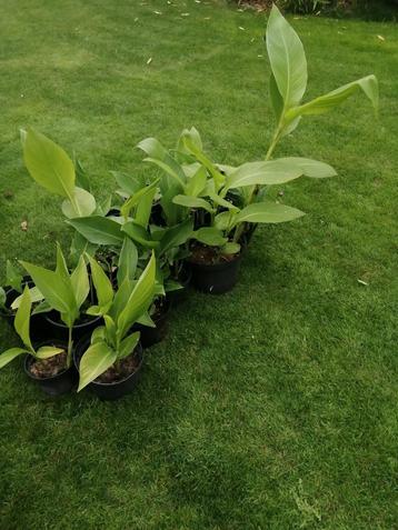 15-tal rode canna's in pot.  beschikbaar voor biedingen