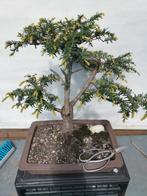 Taxus bonsai, Tuin en Terras, Planten | Bomen, Minder dan 100 cm, Overige soorten, Ophalen of Verzenden