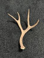 Muledeer/muildierhert stang uit USA, Ophalen of Verzenden, Zo goed als nieuw, Hert, Gewei of Kop