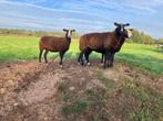 Zwartbles schapen, Dieren en Toebehoren, Schapen, Geiten en Varkens, Vrouwelijk, Schaap