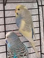Koppel grasparkieten, Dieren en Toebehoren, Meerdere dieren, Parkiet, Tam