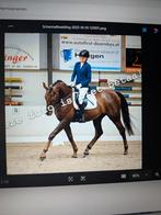 Te koop: BWP ruin van 13 jaar, Dieren en Toebehoren, Paarden, Met stamboom, Ruin, Dressuurpaard, 170 tot 175 cm