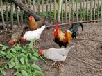 Laatste kans, korting: Broedeieren leghorn, ouderwets ras,, Dieren en Toebehoren, Pluimvee, Geslacht onbekend, Kip