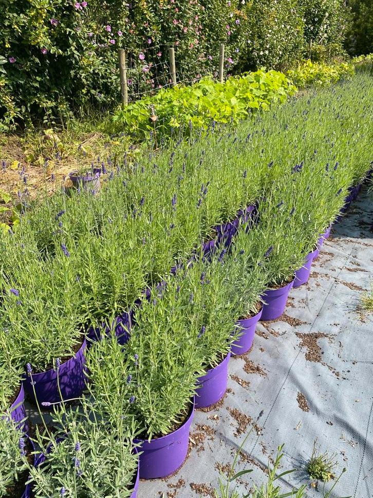 Bloeiende lavendel hidcote winterhard paars in20cmpot €1, Tuin en Terras, Planten | Tuinplanten, Overige soorten, Volle zon, Zomer