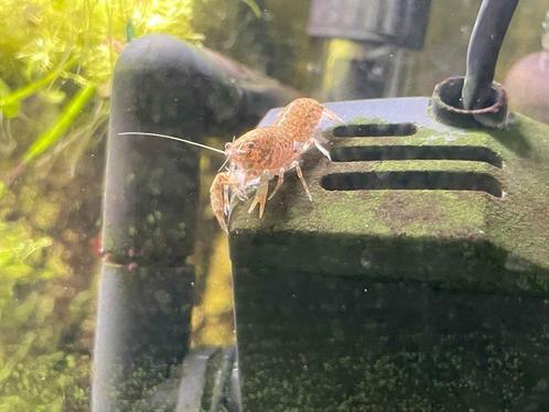 Rood/blauw/grijze dwerg kreeftjes, 4cm, goede opruimers., Dieren en Toebehoren, Vissen | Aquariumvissen, Zoetwatervis, Kreeft, Krab of Garnaal