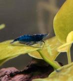 Garnalen Blue dream., Dieren en Toebehoren, Vissen | Aquariumvissen, Kreeft, Krab of Garnaal