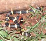 Pueblan milk snake man (Lampropeltis triangulum campbelli), Dieren en Toebehoren, Reptielen en Amfibieën, Slang, 0 tot 2 jaar