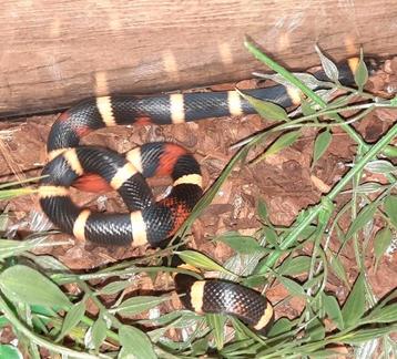 Pueblan milk snake man (Lampropeltis triangulum campbelli) beschikbaar voor biedingen