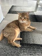 DEKKATER britsekorthaar GOLDEN SHADED., Kater