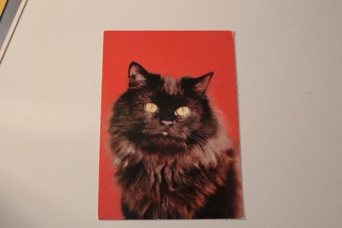 Katten Postkaart - Portret van een blauw-zwarte Kat, DDR, Verzamelen, Ansichtkaarten | Dieren, Ongelopen, 1980 tot heden, Hond of Kat