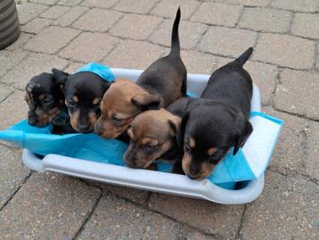 Teckel x Jackrussell beschikbaar voor biedingen