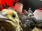 Japanse Kwartel, Dieren en Toebehoren, Pluimvee, Meerdere dieren, Overige soorten