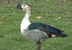 Afrikaanse knobbelpronkeend, Meerdere dieren, Eend