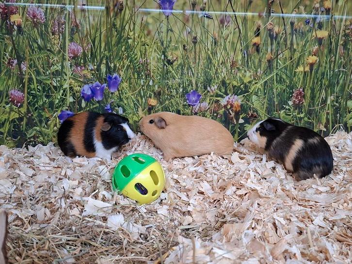 Hele leuke cavia beertjes, Dieren en Toebehoren, Knaagdieren, Mannelijk, Cavia, September