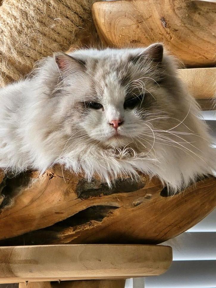 Zeer mooie en lieve dekkater! Verkoop is bespreekbaar, Dieren en Toebehoren, Katten en Kittens | Dekkaters