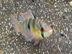 Hobbyaquarium Mikrogeophagus Ramarezi / antennebaarsje, Vis, Zoetwatervis, Schoolvis