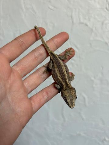 Striped gargoyle mannetje beschikbaar voor biedingen