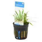 Cryptocoryne Parva | Aquariumplanten | Almelo, Dieren en Toebehoren, Vissen | Aquaria en Toebehoren, Nieuw, Plant(en), Steen of Hout