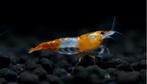 Neocaridina Orange Rillie garnalen, Dieren en Toebehoren, Vissen | Aquariumvissen, Kreeft, Krab of Garnaal