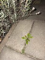 30x15 tegels 12 stuks, Huis en Inrichting, Ophalen, Zo goed als nieuw, Minder dan 10 m²