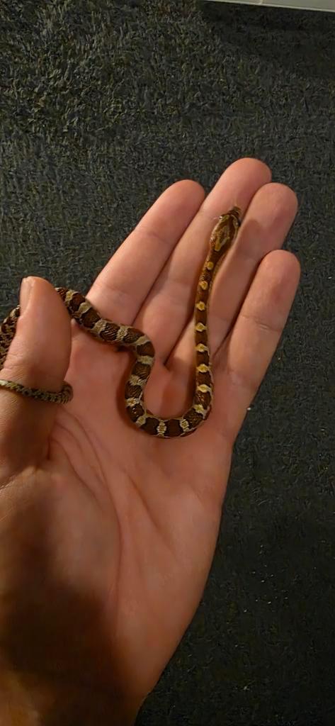 2 jonge rattenslangen